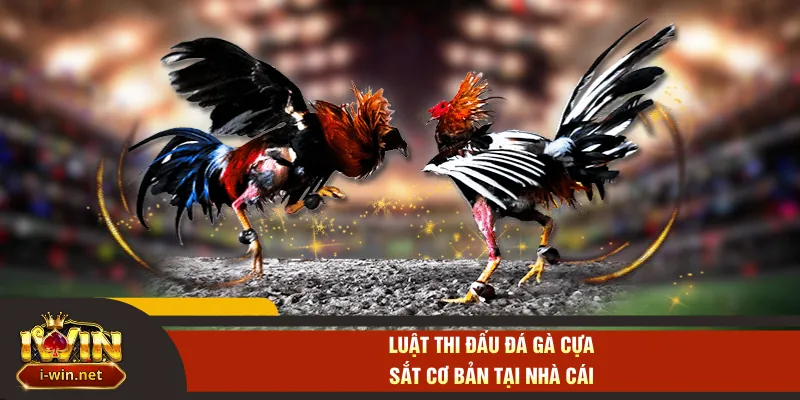 Luật thi đấu đá gà cựa sắt cơ bản tại nhà cái