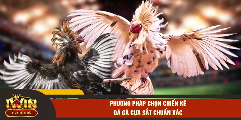 Phương pháp chọn chiến kê đá gà cựa sắt chuẩn xác